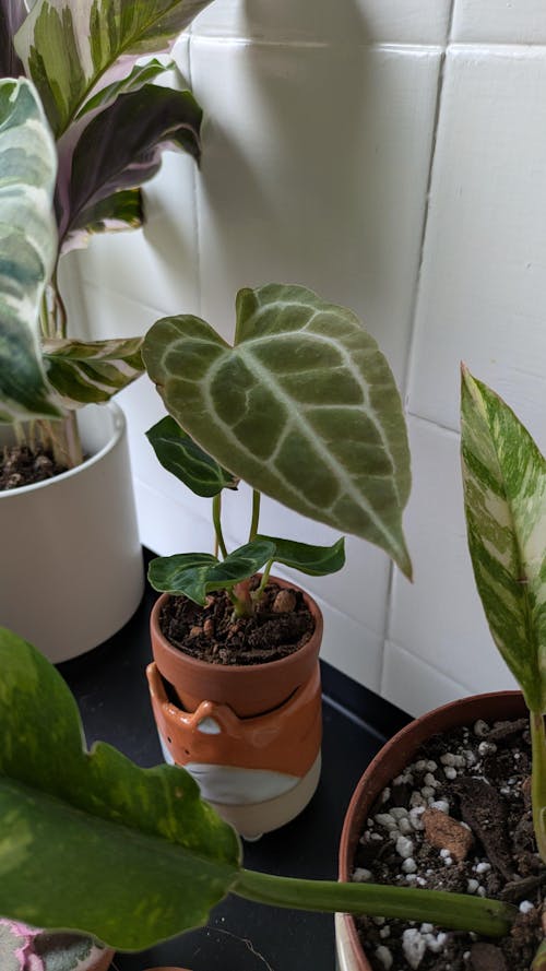 Anthurium crystallinum