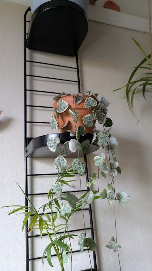 Ceropegia woodii variegata - Variegated String of Hearts