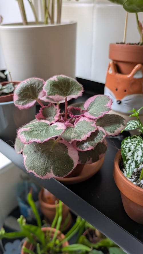Saxifraga stolonifera 'Variegata' - Strawberry Begonia