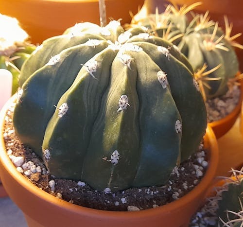 Melocactus maxonii ‘Inermis’ – Spineless Turk’s Cap Cactus
