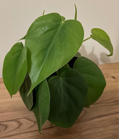 Philodendron scandens - Heartleaf Philodendron