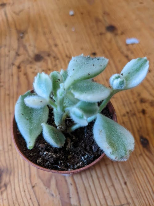 Cotyledon ladismithiensis 'Yellow Variegata' - Bear Paws Succulent
