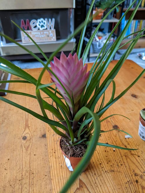 Tillandsia cyanea - Pink Quill Plant