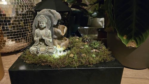 Pincushion Moss (Living) - Leucobryum glaucum - Terrarium Supplies