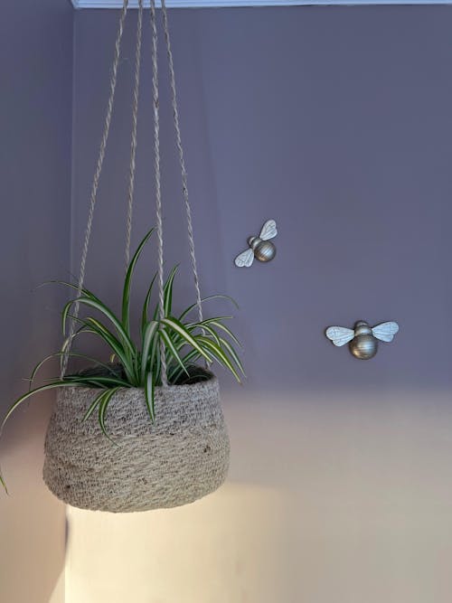 Used Nursery Pots, Saucers & Hangers – Second-Hand Plastic Pots