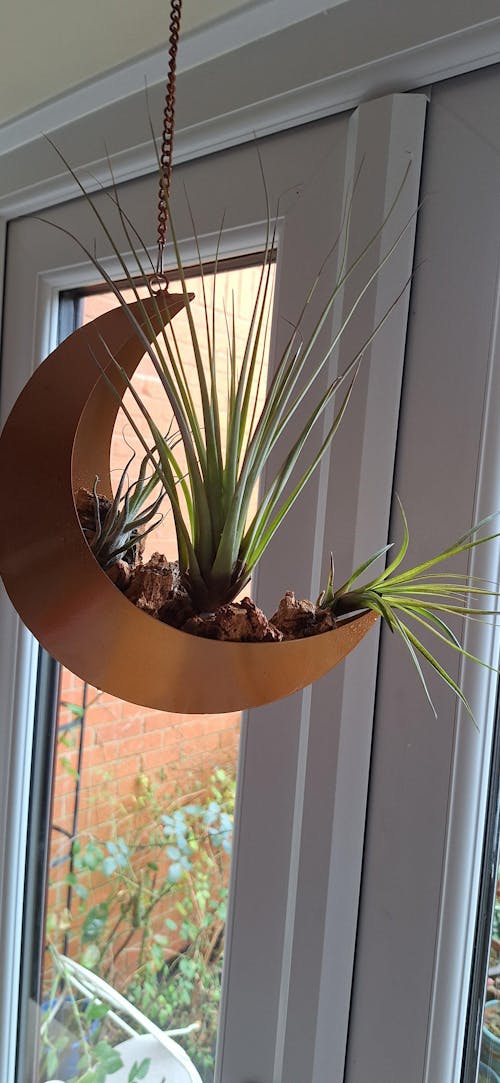 Cork Bark Chunks / Pieces - Terrarium Supplies