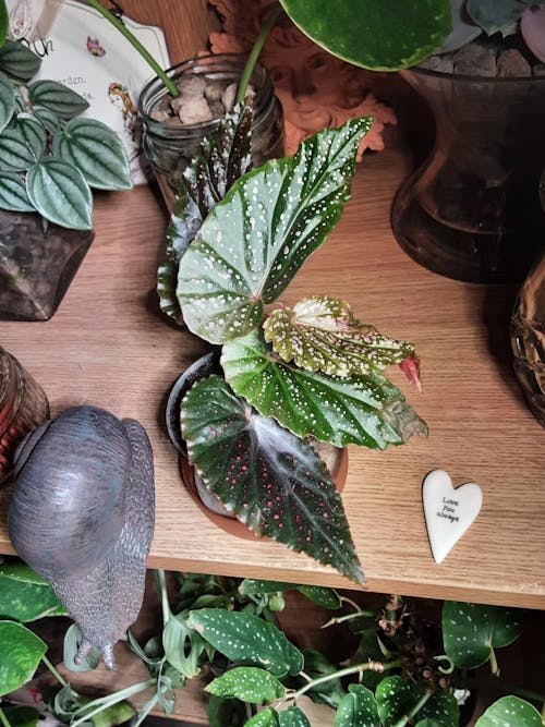 Begonia 'Pink Spot' - Pink Polka Dot Begonia