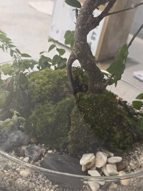 Pincushion Moss (Living) - Leucobryum glaucum - Terrarium Supplies