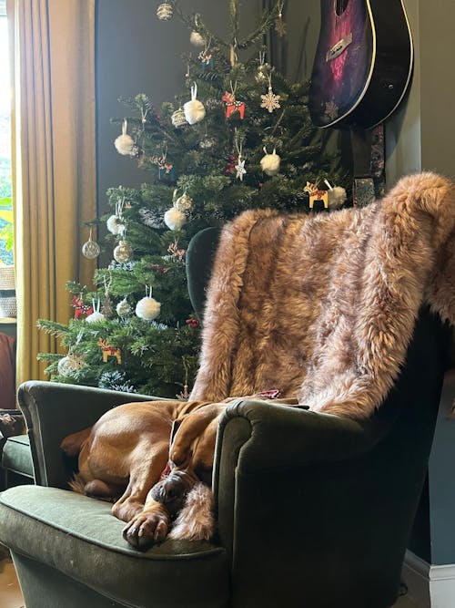 Christmas Tree - Premium Nordmann Fir Non-Drop - Locally Grown