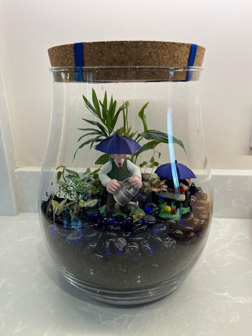 Terrarium Plant Mixed Bundle – 3 Rooted Cuttings in a 6cm Pot