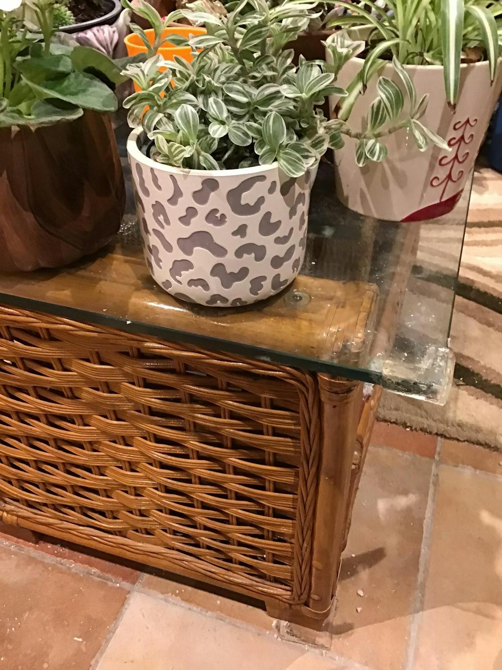 Tradescantia fluminensis ‘White Cobra’ – Inch Plant