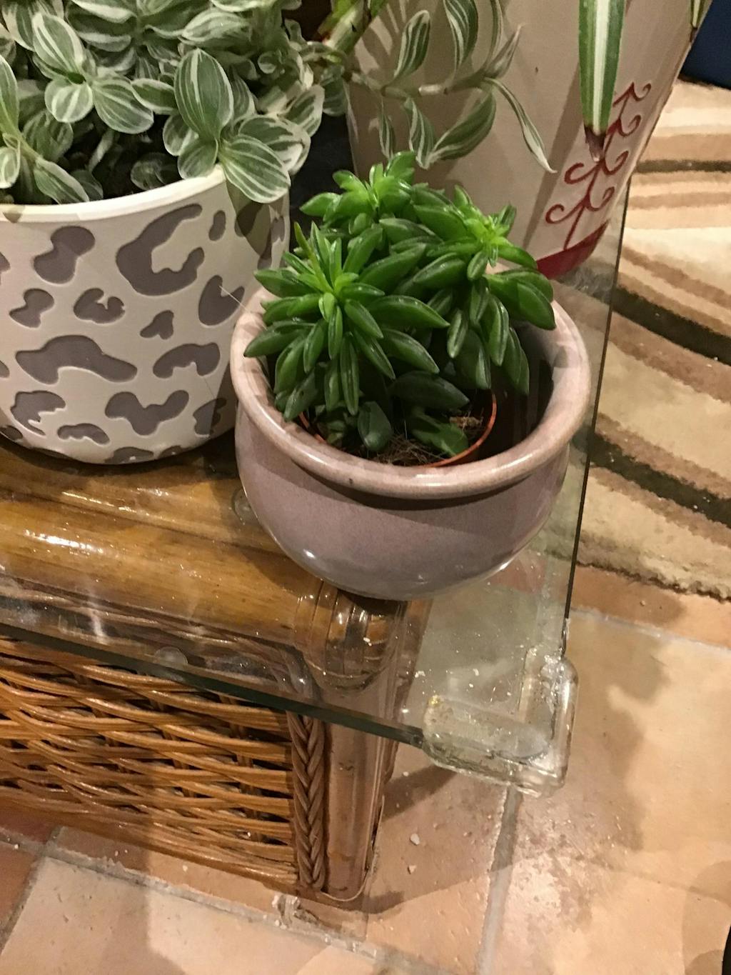 Peperomia ferreyrae 'Happy Bean'