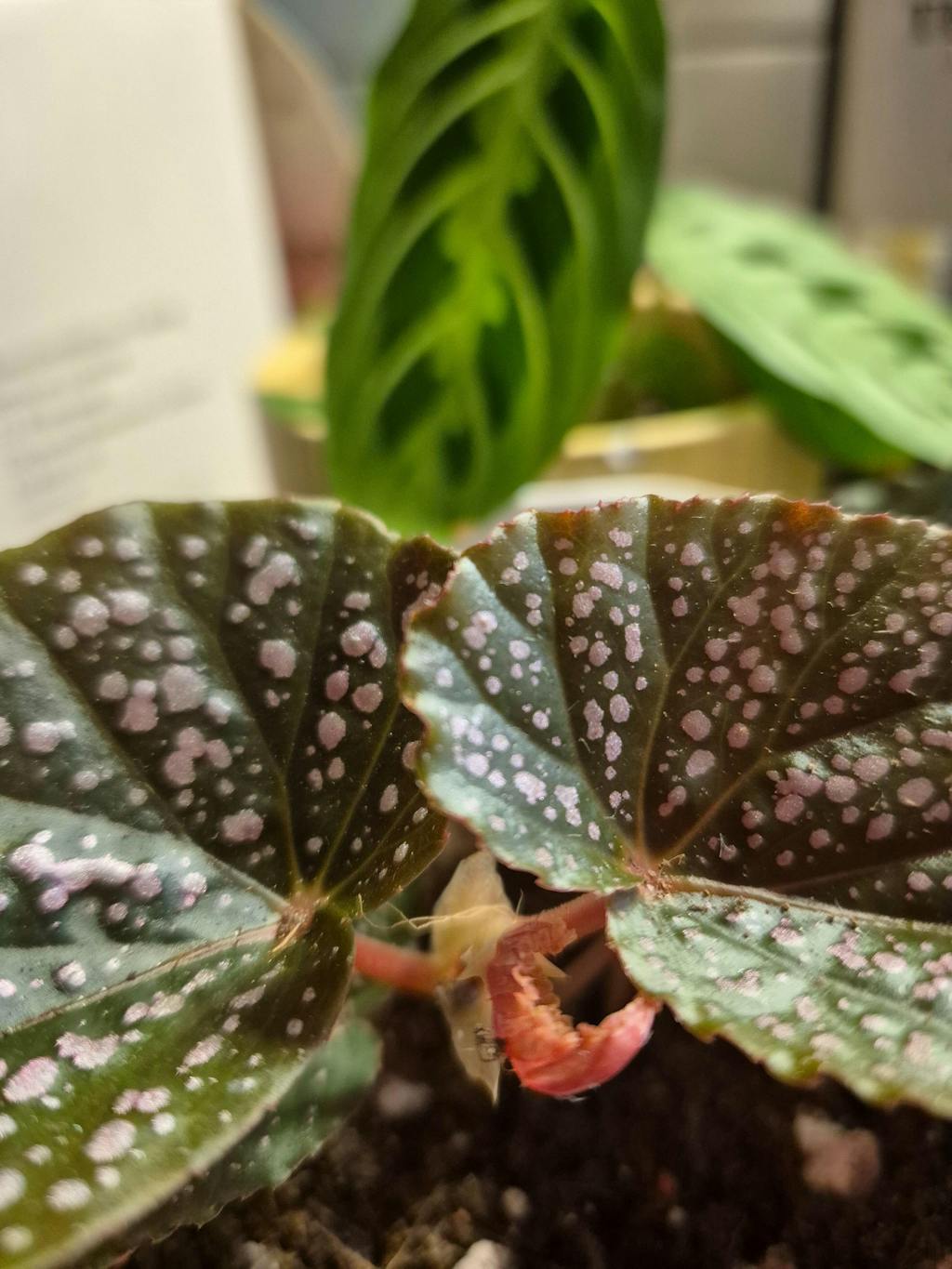 Begonia 'Pink Spot' - Pink Polka Dot Begonia