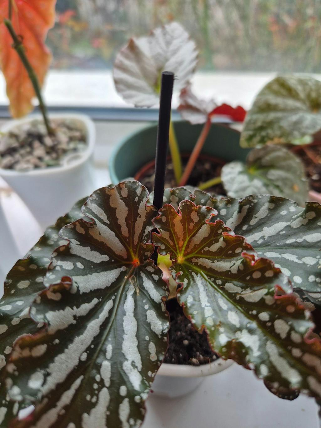 Begonia ‘Ruby’ – Angel Wing Begonia