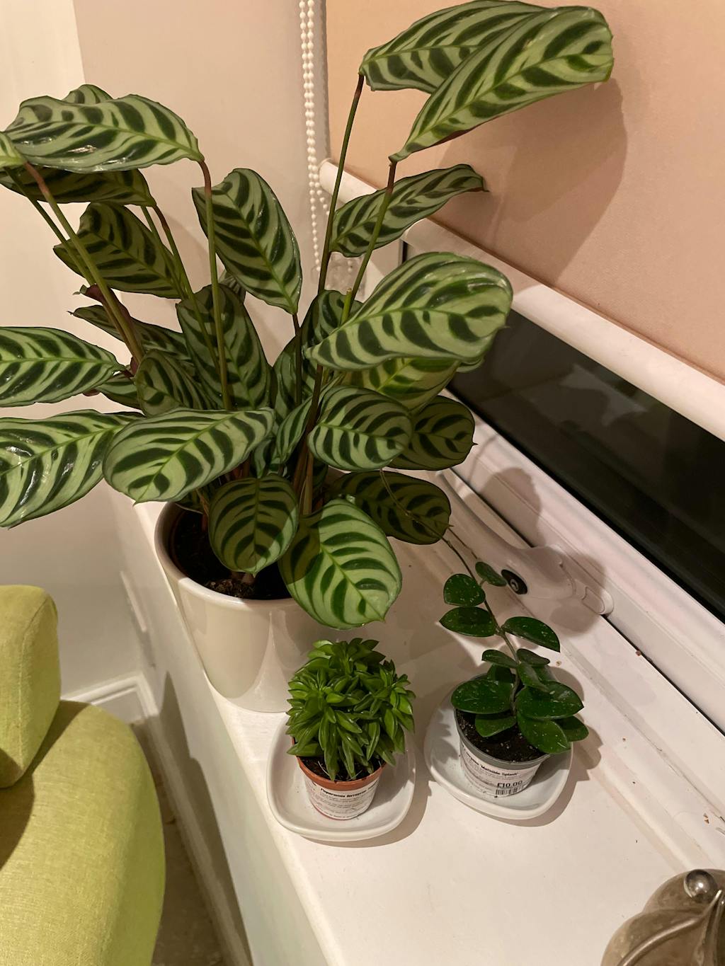 Pet Friendly Mystery Plant Bundle | Subscription Available | House Plant Lucky Dip Gift Set