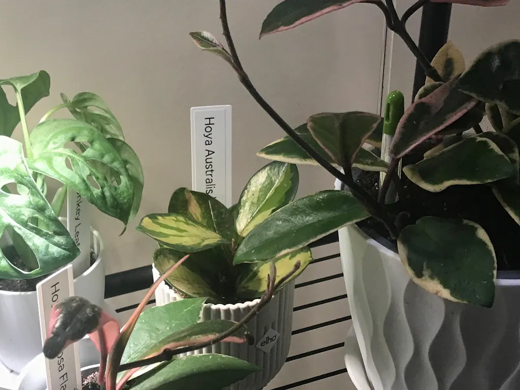 Hoya australis ‘Tricolour’