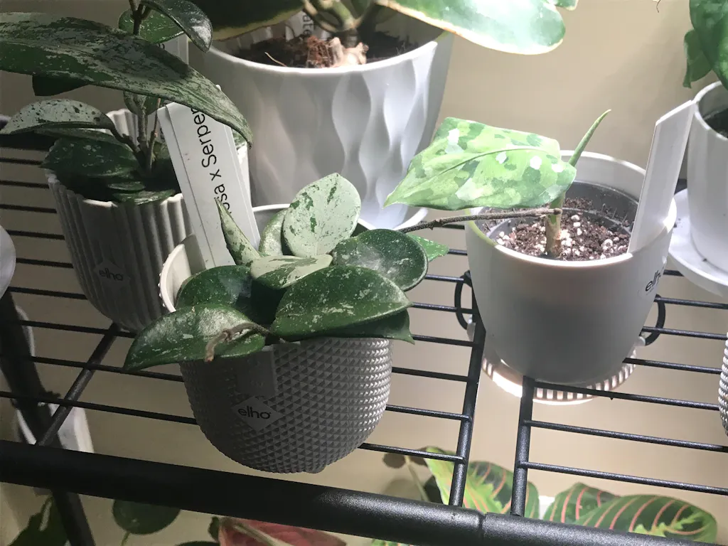 Hoya carnosa x serpens ‘Mathilde Splash’