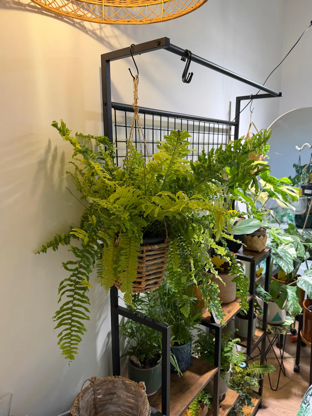 Nephrolepis exaltata 'Tiger' - Variegated Boston Fern