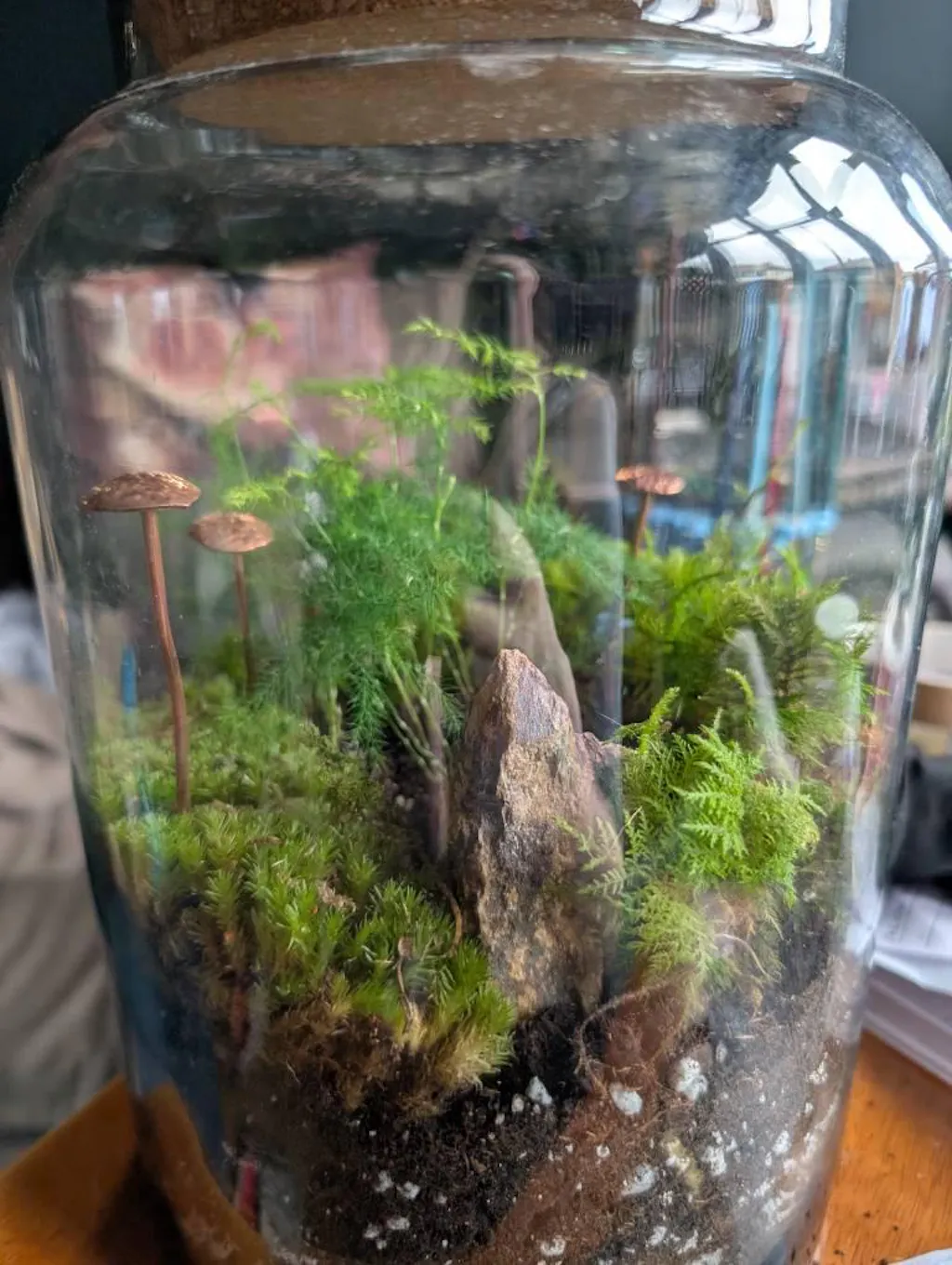 Pincushion Moss – Live Terrarium Moss (Leucobryum glaucum)