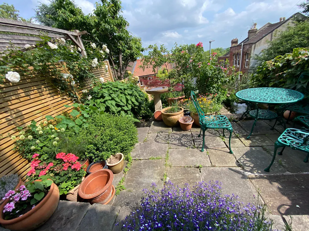 Arabis caucasica 'Little Treasure Deep Rose' - Wall Cress - British Grown Evergreen Perennial Alpine
