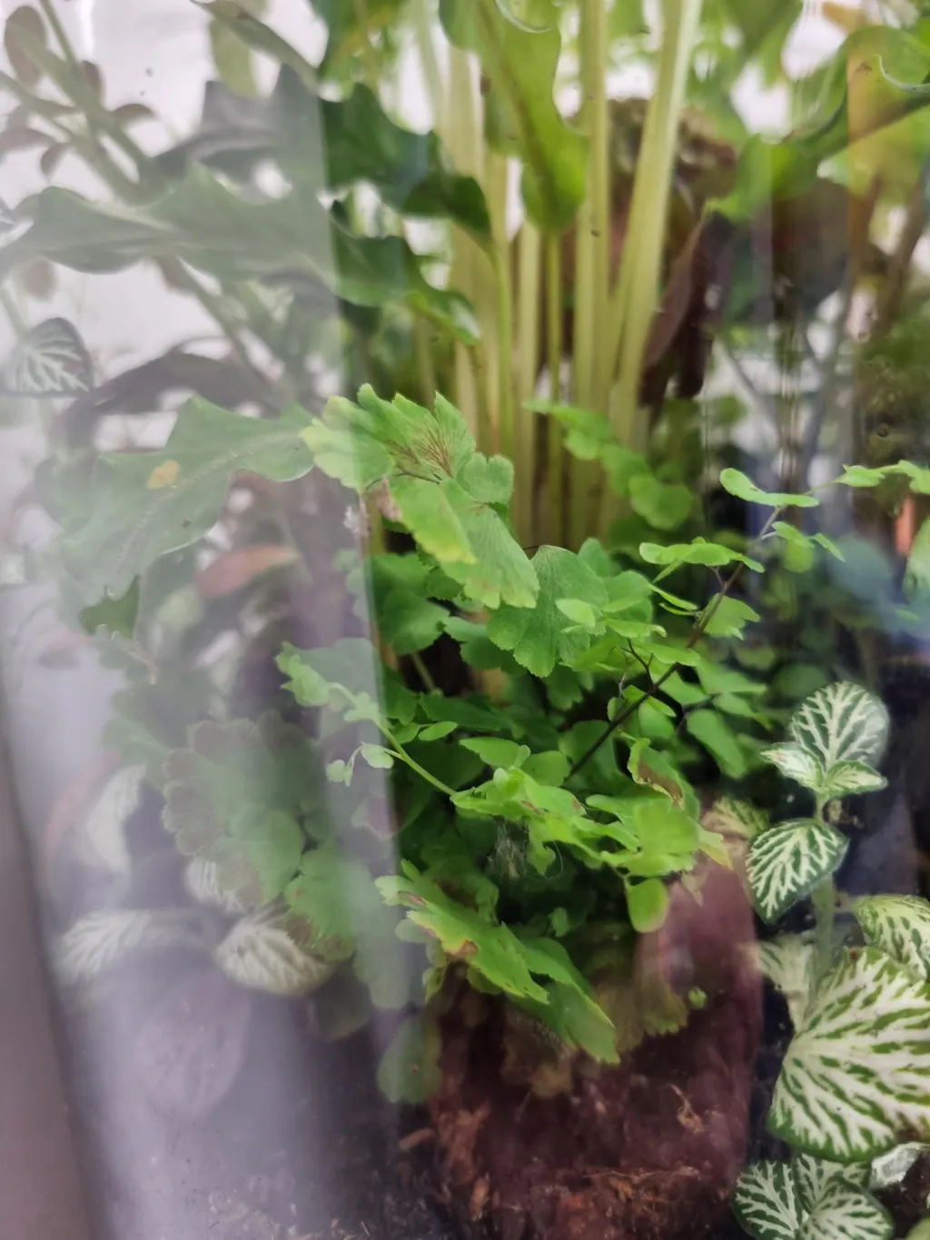 Adiantum raddianum 'Fritz Lüthi' - Delta Maidenhair Fern