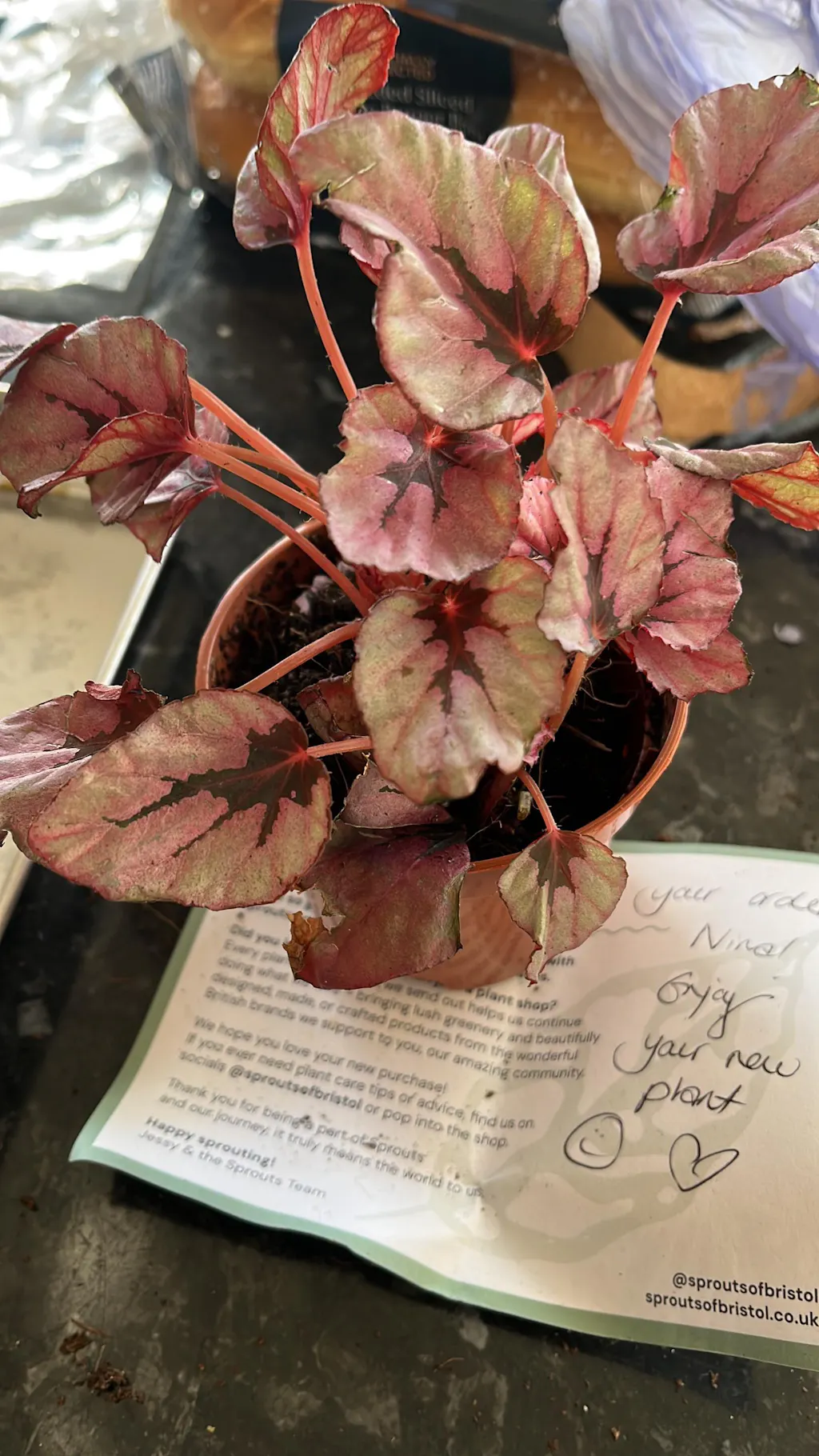 Begonia rex 'Beleaf Mix'
