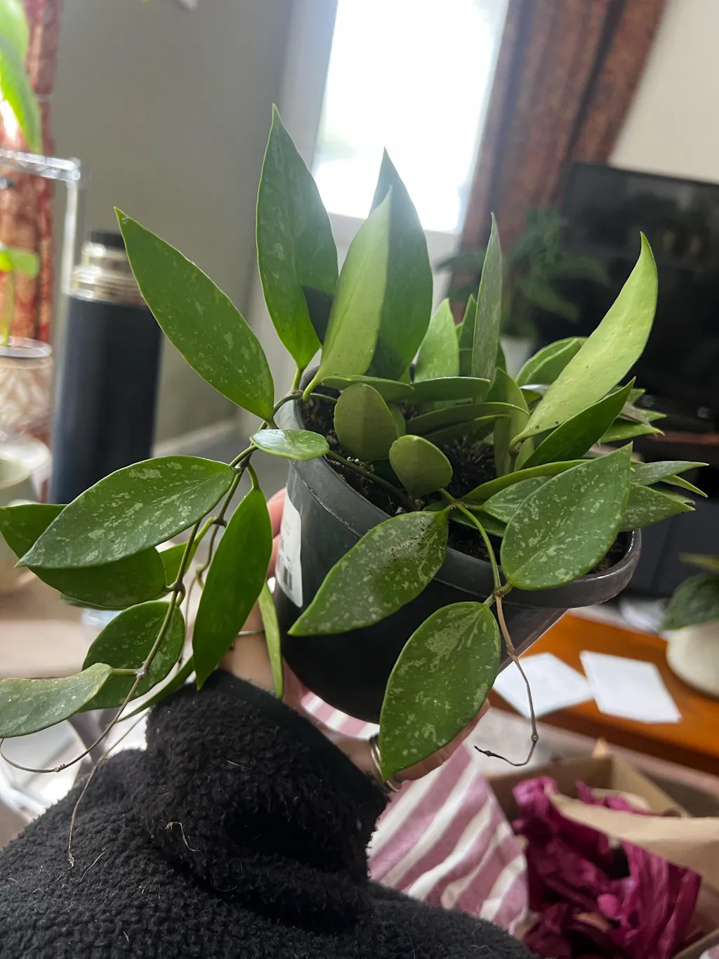 Hoya memoria gracilis