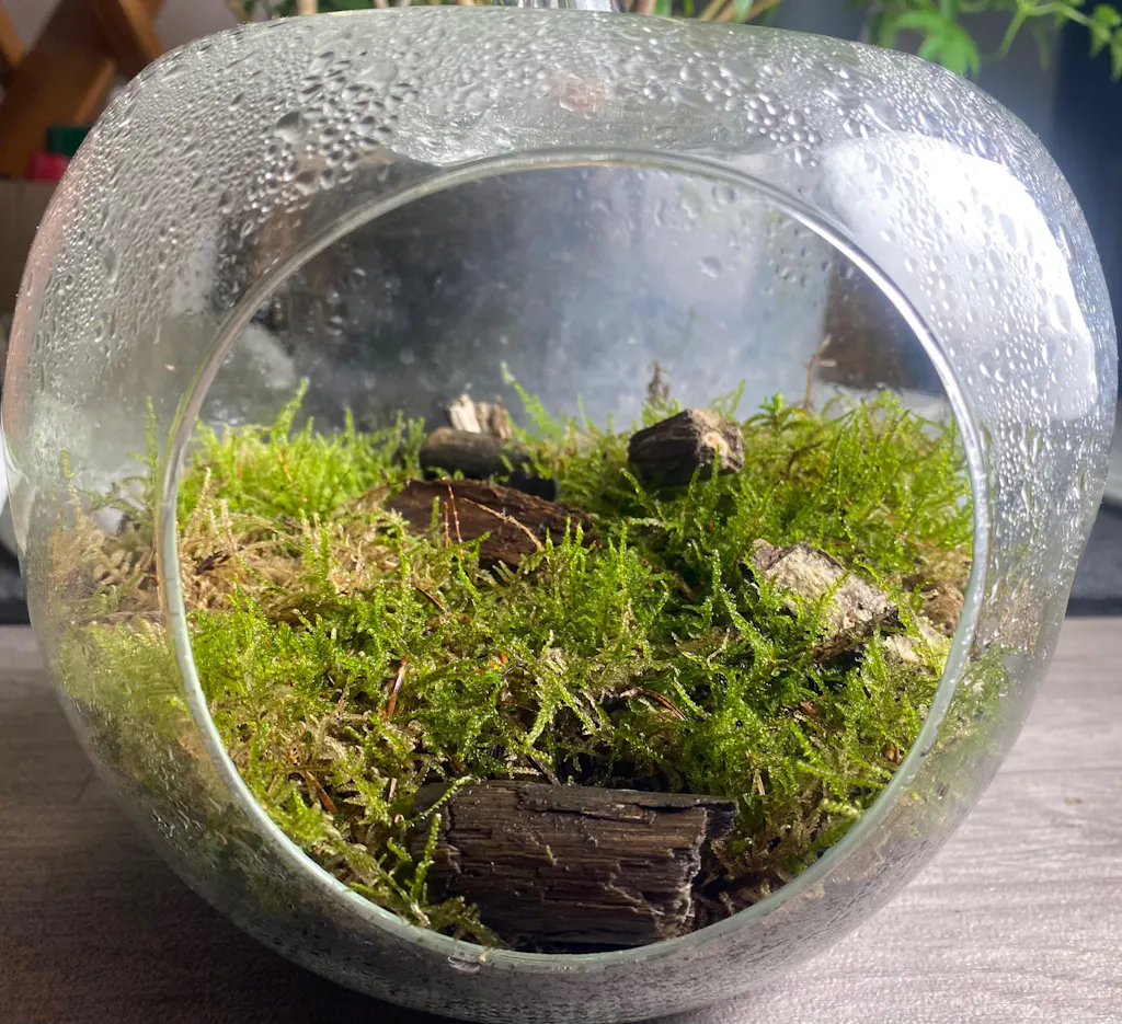Carpet Moss – Live Terrarium Moss (Hypnum cupressiforme)