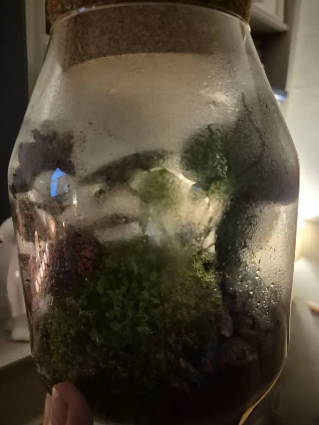 Cork Lid - Perfect Fit for Terrariums and Glass Jars - Various Sizes
