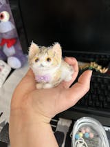 A14: One small orange squishy cat with orange eyes