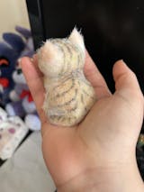 A14: One small orange squishy cat with orange eyes