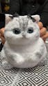 A02:Chubby British Shorthair Golden Shaded Squishy Cat