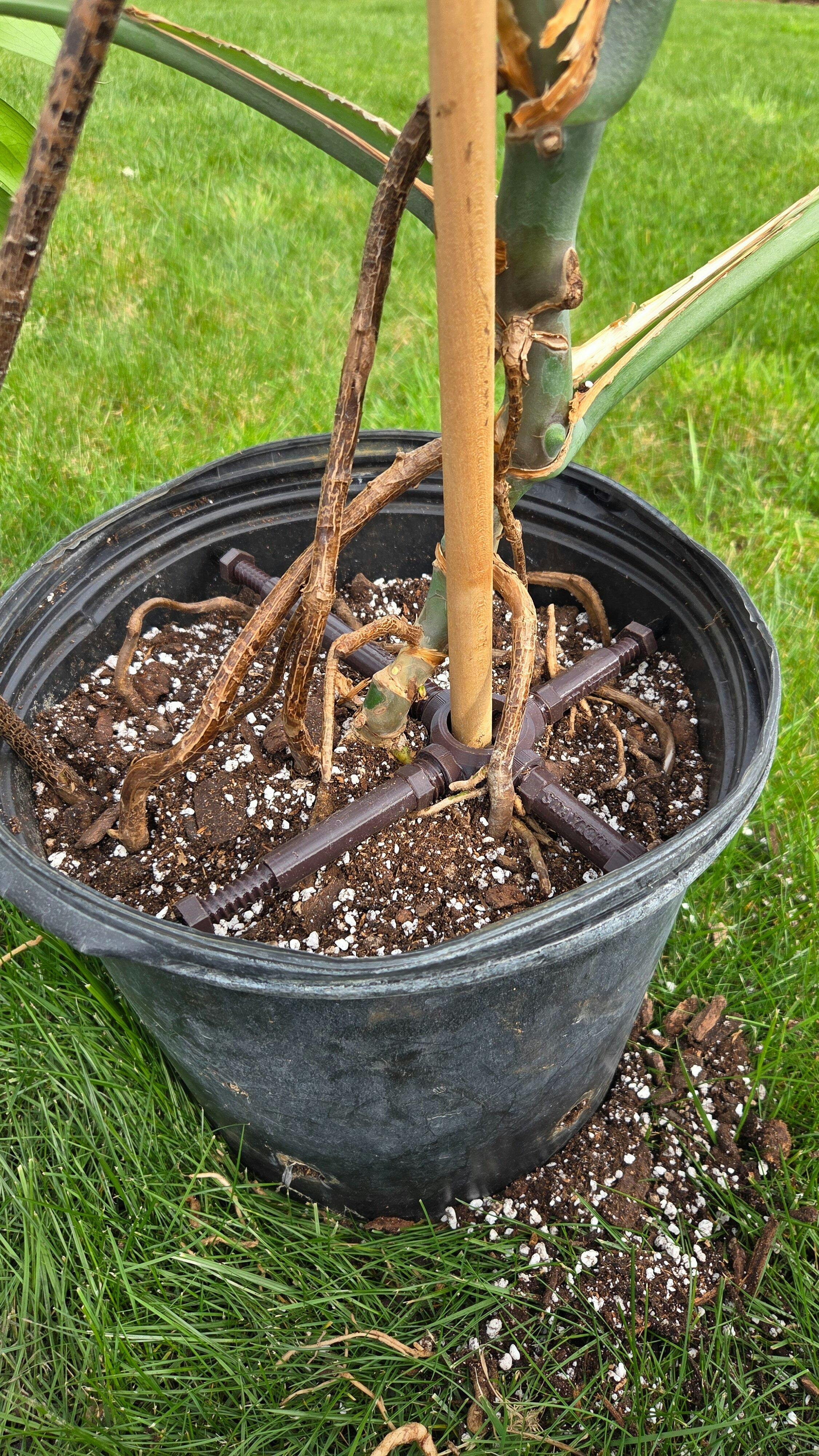STAYKIT Standard plant stake support- adjusts from 8