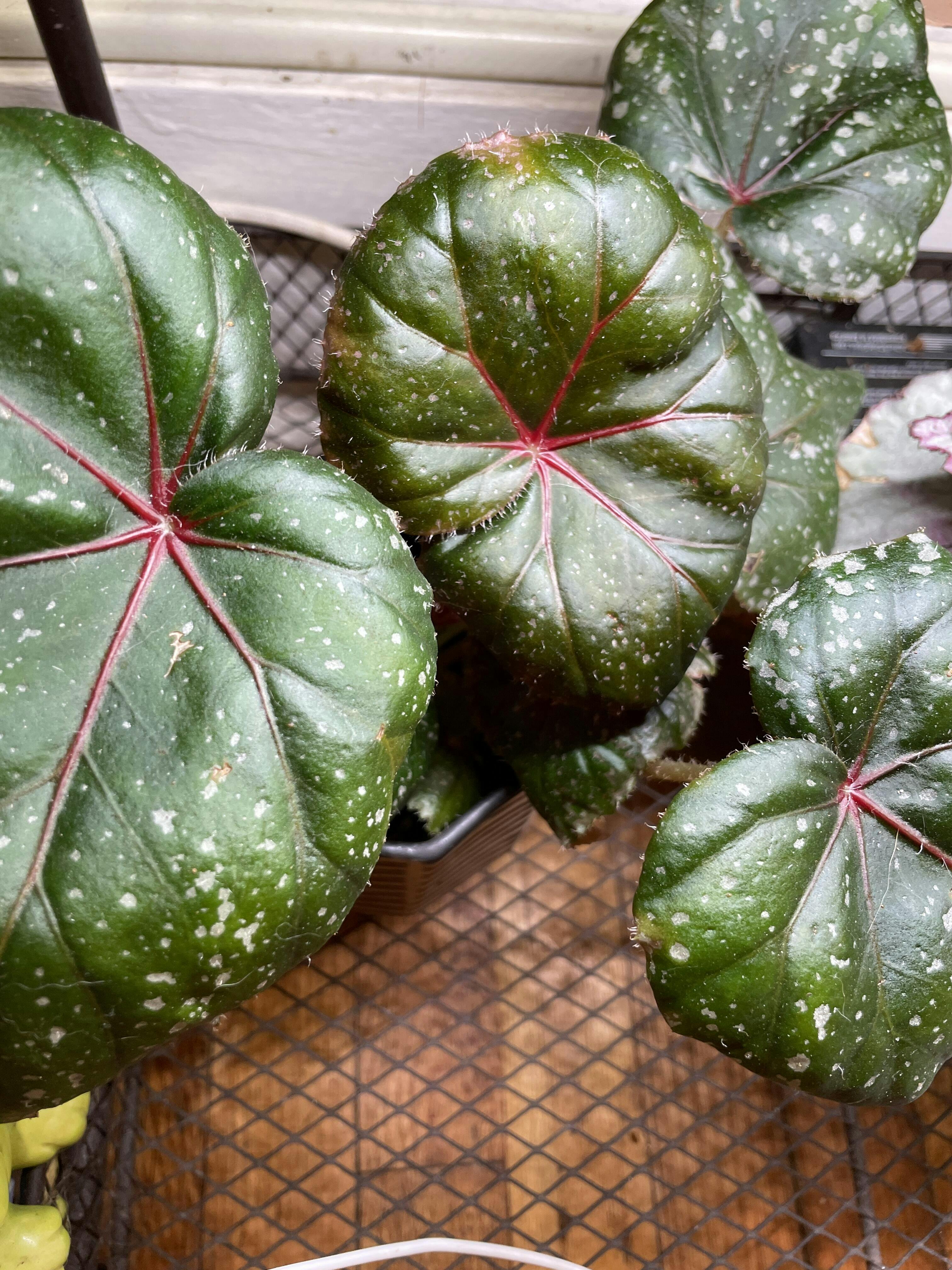 Begonia 'Jelly Roll Morton' – Steve's Leaves