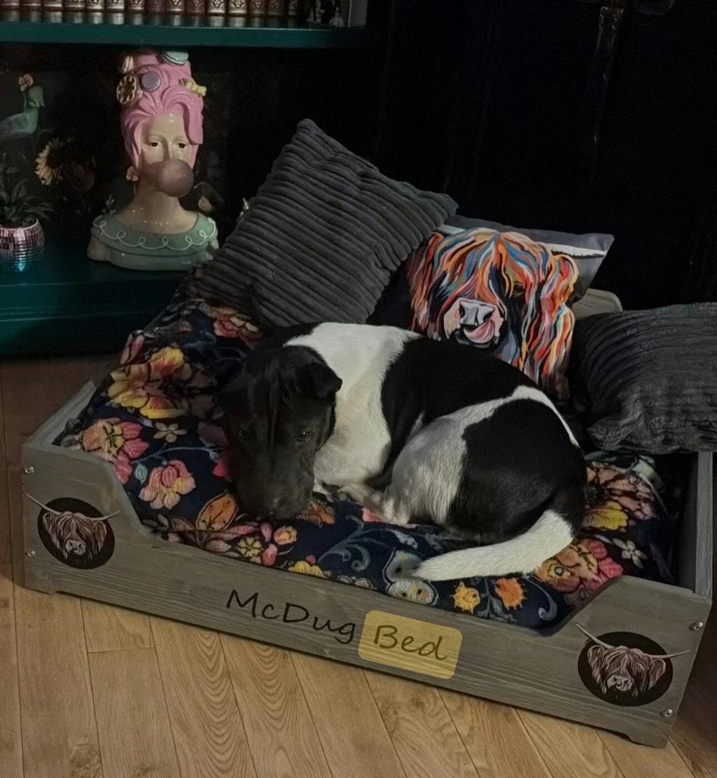 Heather McCoo - Luxury Wooden Dog Bed