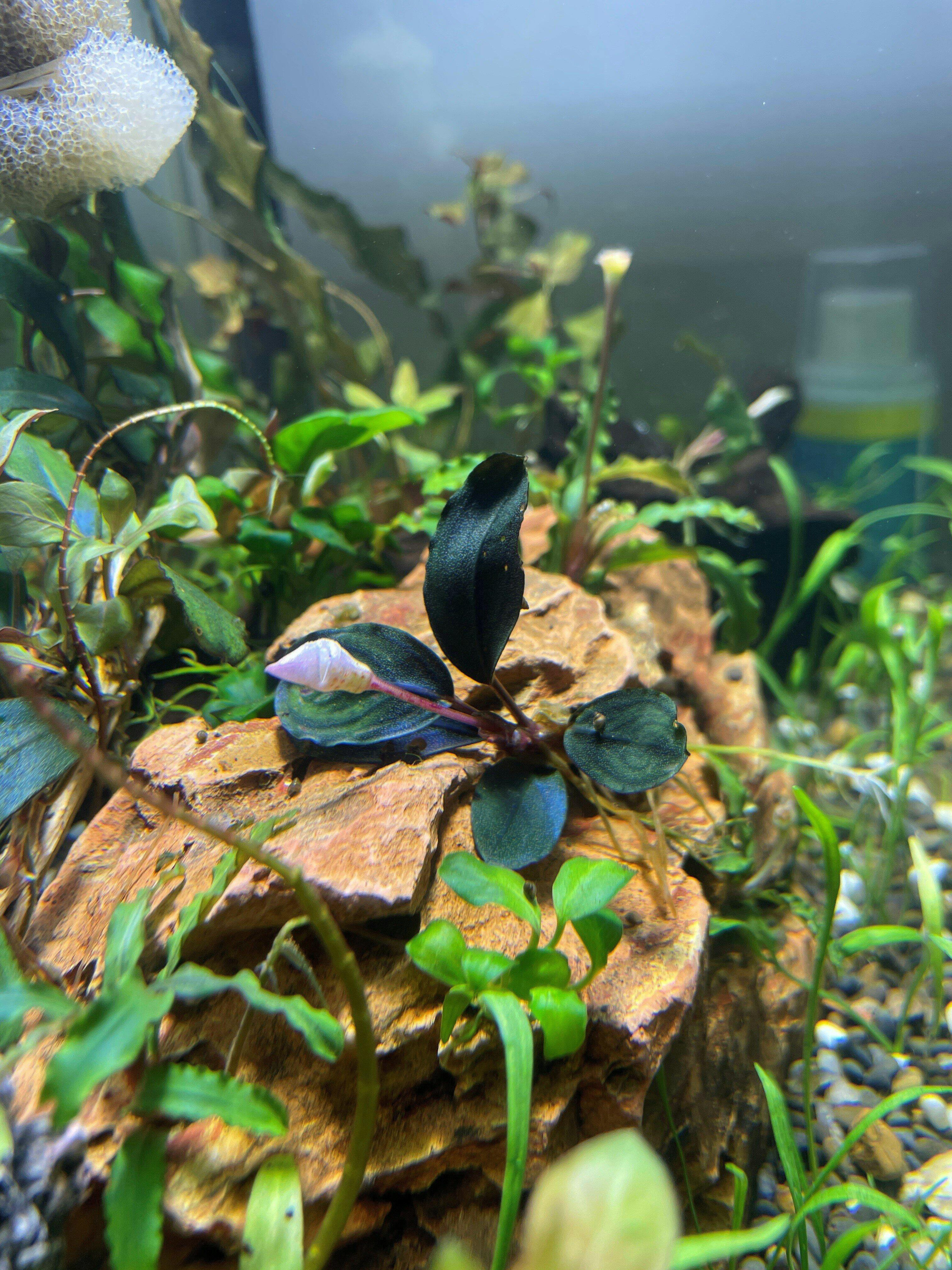 Bucephalandra Moonlight (Best Seller) – Still Life Aquatics