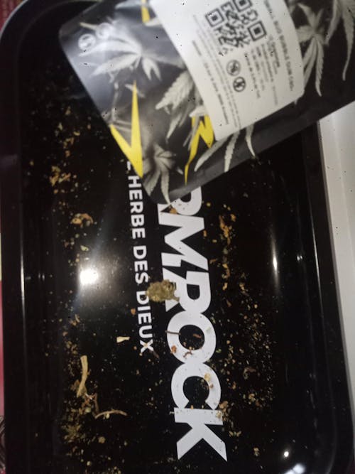 SMALL BUD BUBBLE GUM CBD+