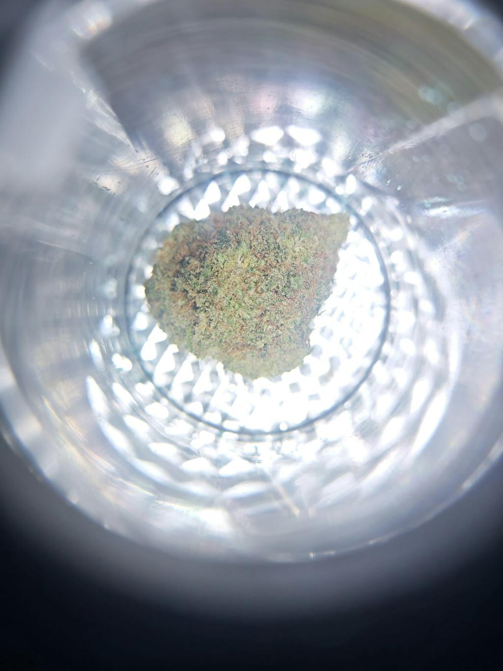 COOKIE GELATO - AMSTERDAM GENETICS