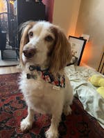 Christmas Animals - M/L