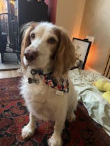 Christmas Animals - M/L