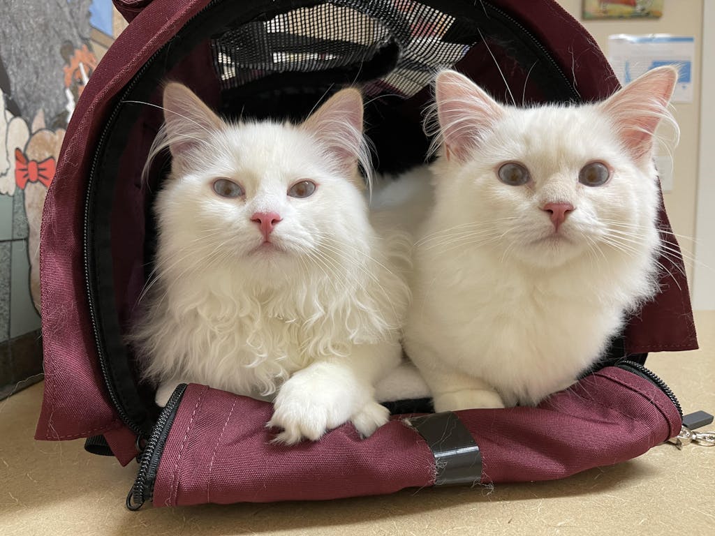 Everyday Pet Backpack