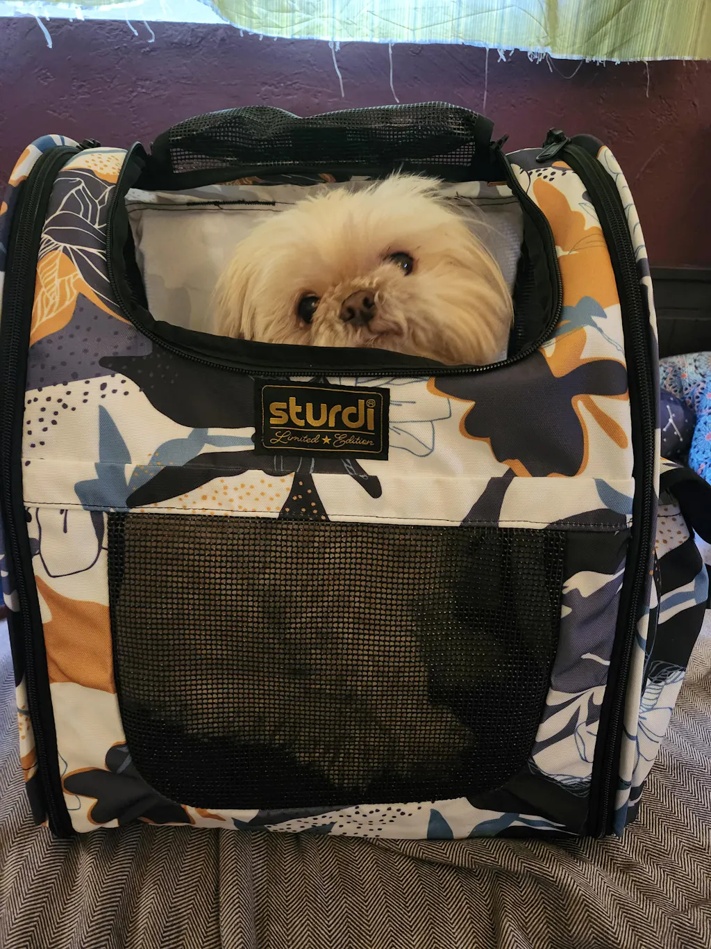 Everyday Pet Backpack