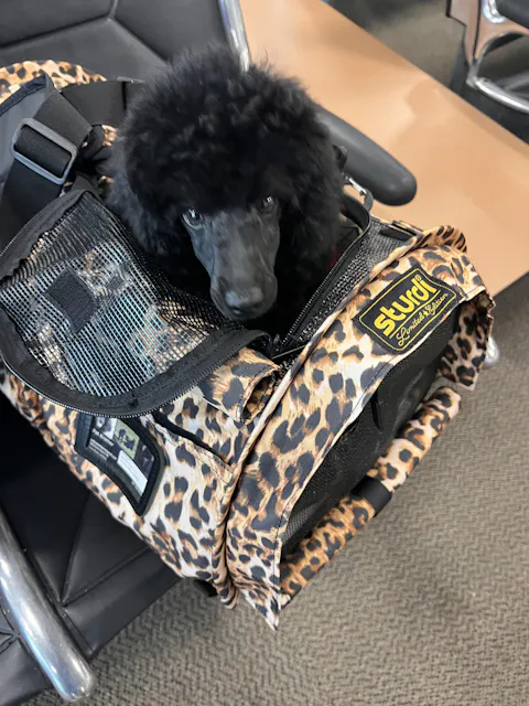 SturdiBag™ Pro 2.0 | Soft-Sided Airline-Approved Travel Pet