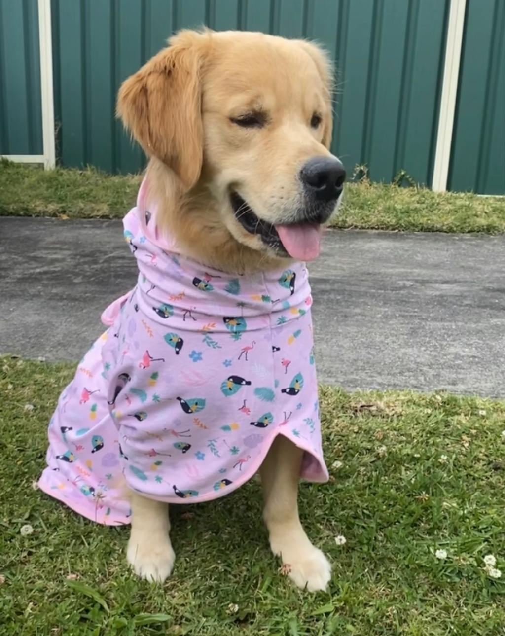 Tropical Dog Robe