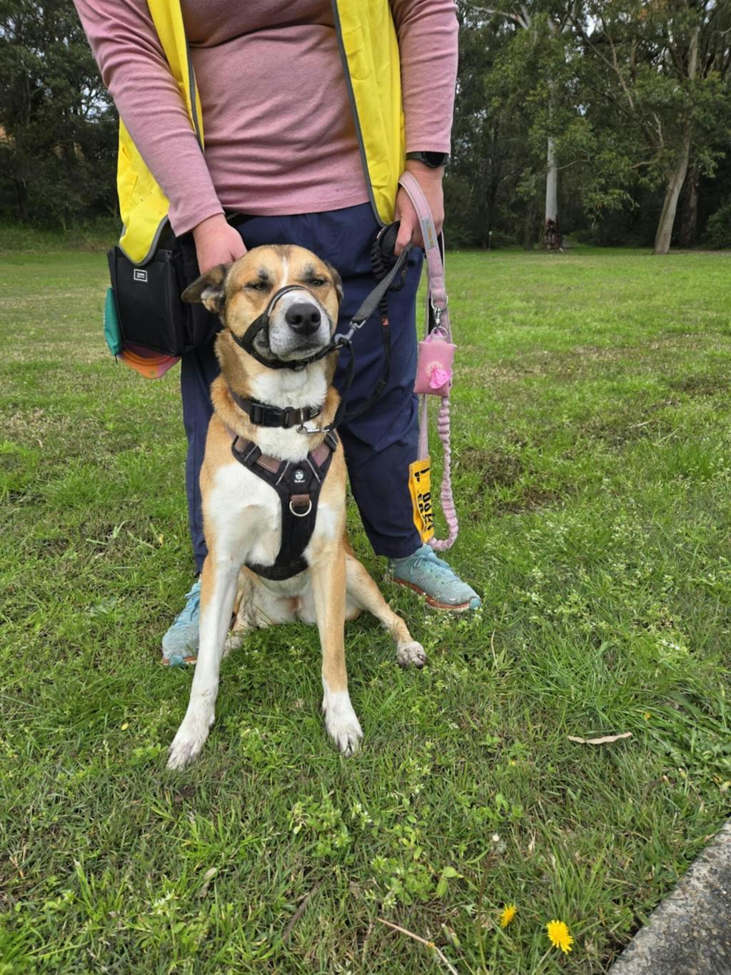 Black Elite Trainer Treat Pouch