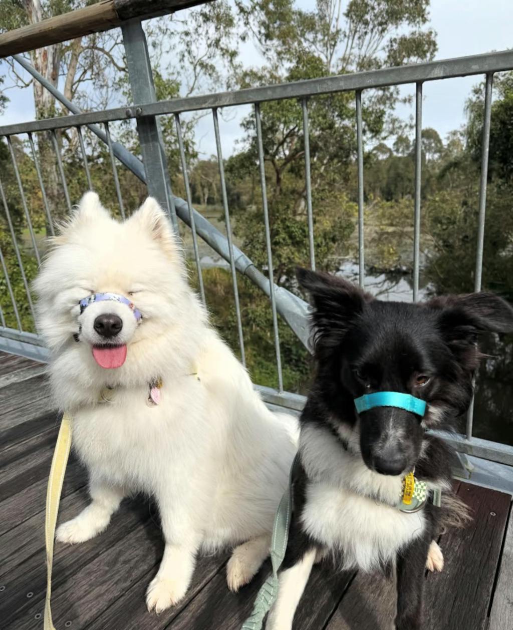 Halter + Safety Clip