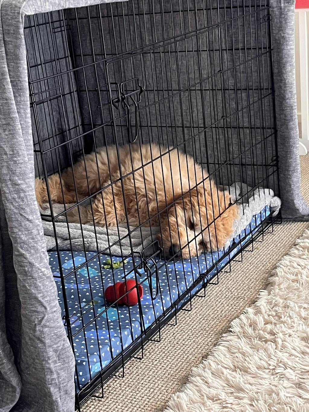 Mattress & Mattress Cover