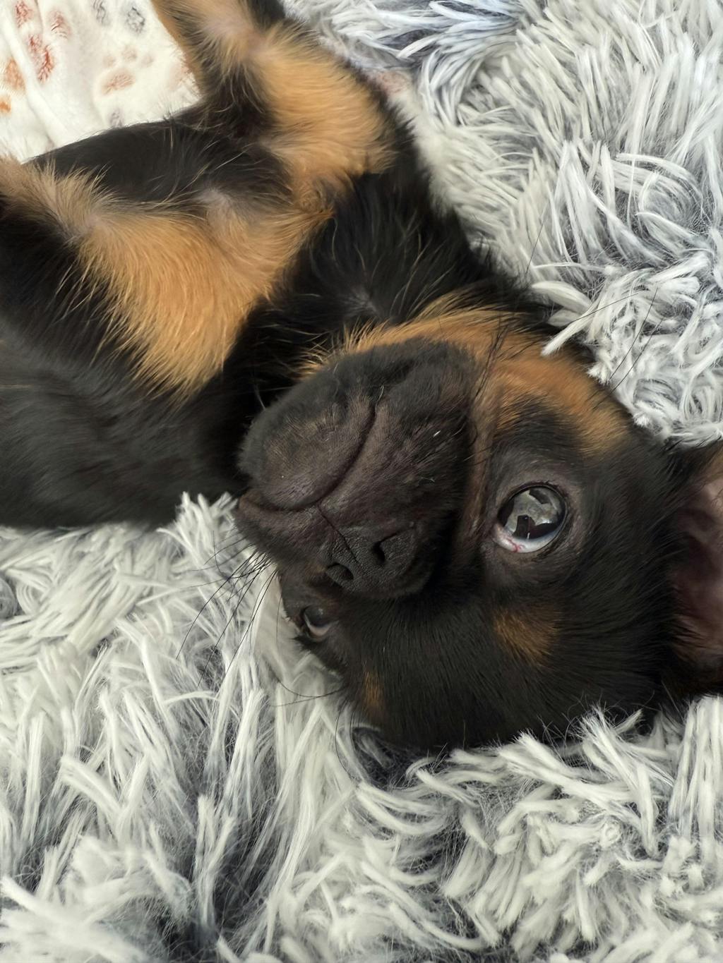 Black Elite Trainer Treat Pouch