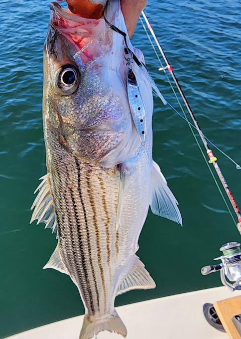 Submission Jigs - Micro Sumo and Mercenary - Slow Pitch Jigs - 2 packs