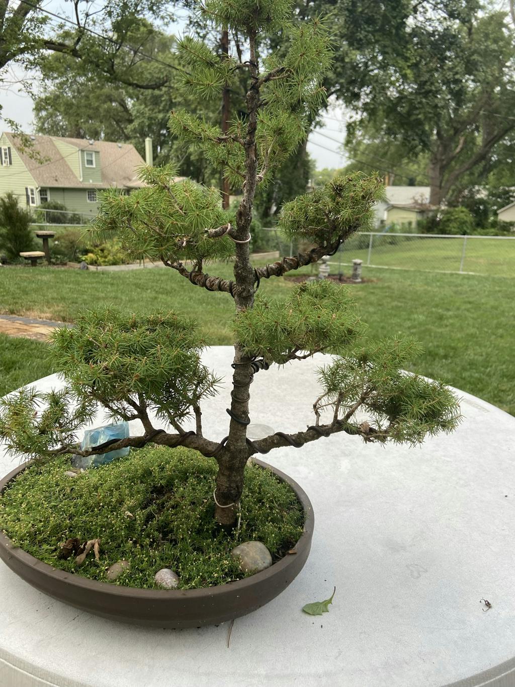 Sumo Cakes Original Granular Bonsai Fertilizer Sumo Bonsai Supply